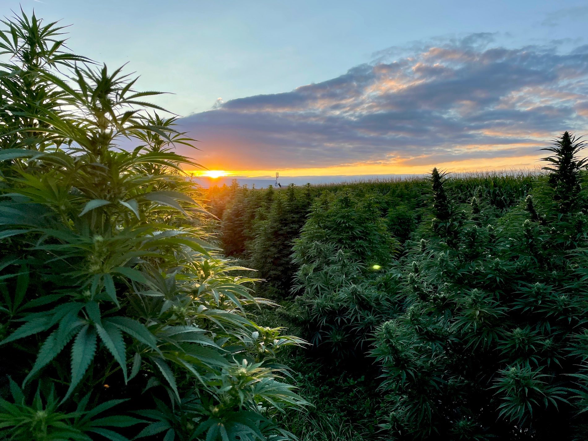 Cannalsa - Boutique CBD en ligne, producteur de CBD français en Alsace