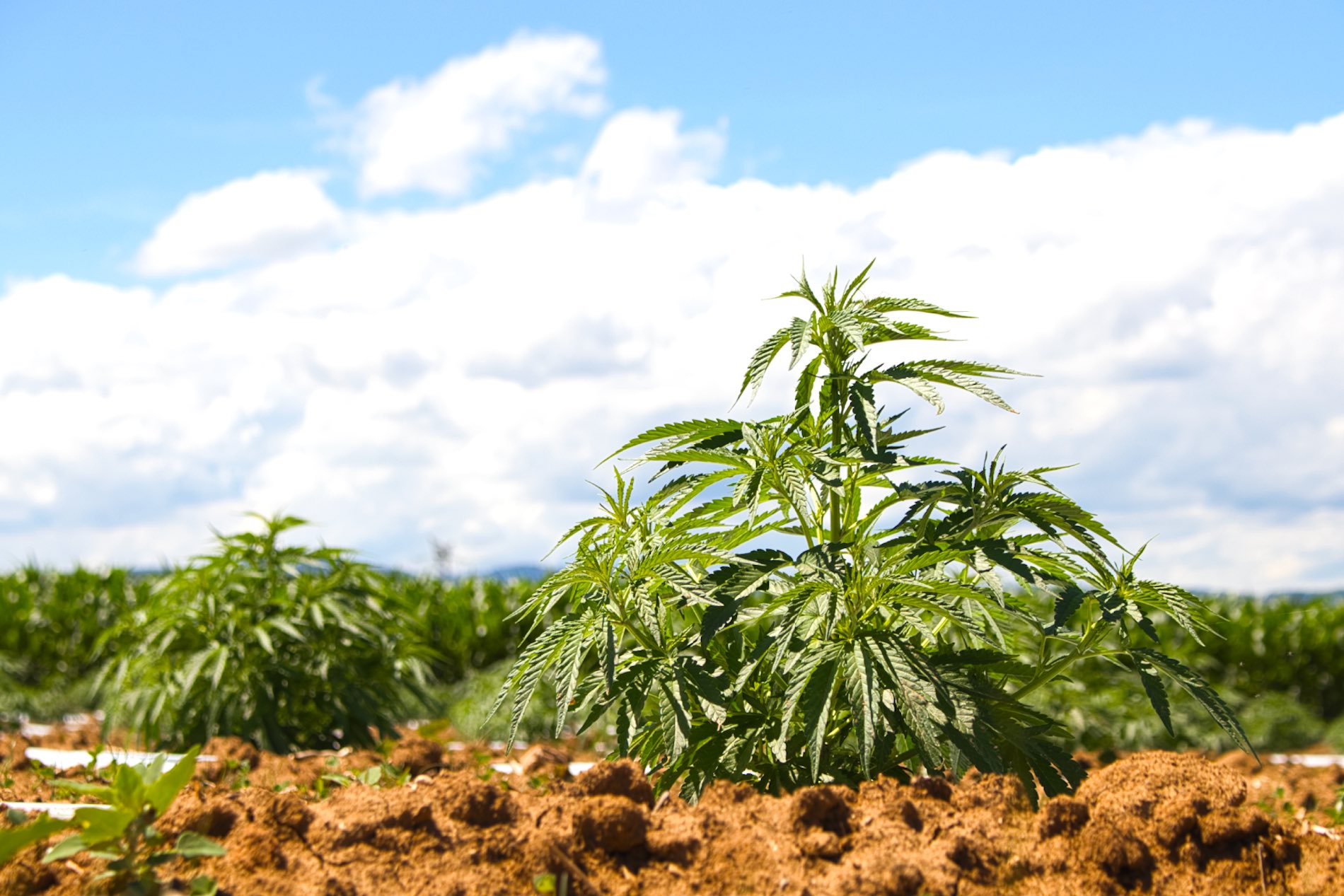 Cannalsa - Boutique CBD en ligne, producteur de CBD français en Alsace