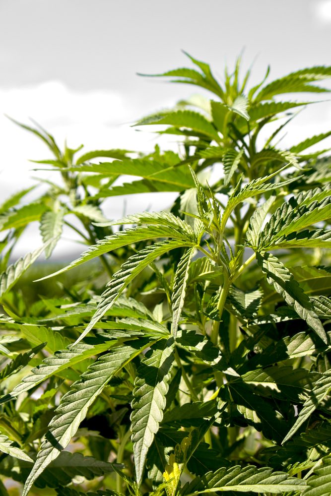 Cannalsa - Boutique CBD en ligne, producteur de CBD français en Alsace