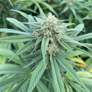 fleur Gelato cannalsa