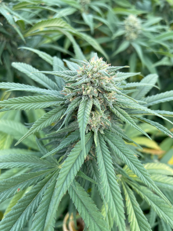 fleur Gelato cannalsa