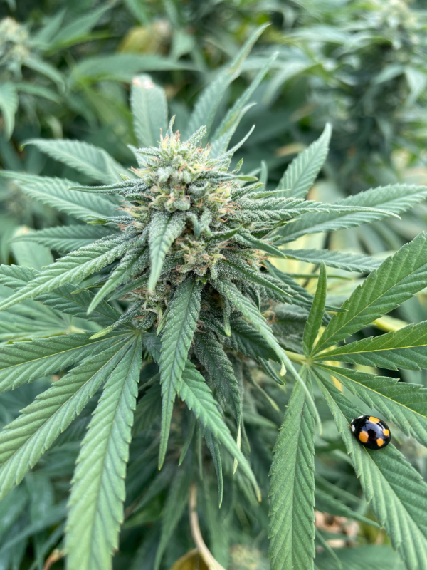 Lemon Haze – Image 3