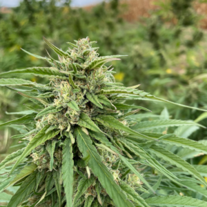 fleur strawberry cannalsa