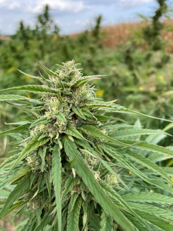 fleur strawberry cannalsa