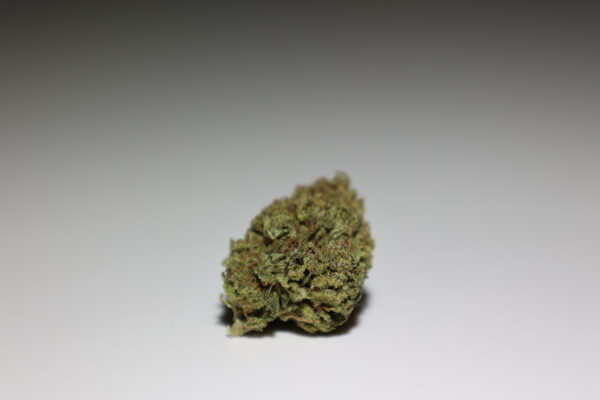fleur Gelato cannalsa