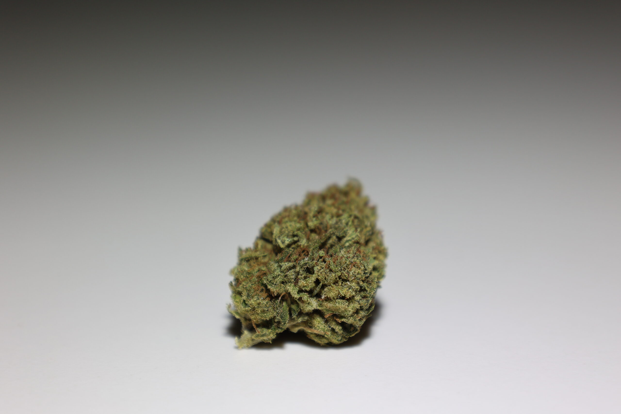 fleur Gelato cannalsa