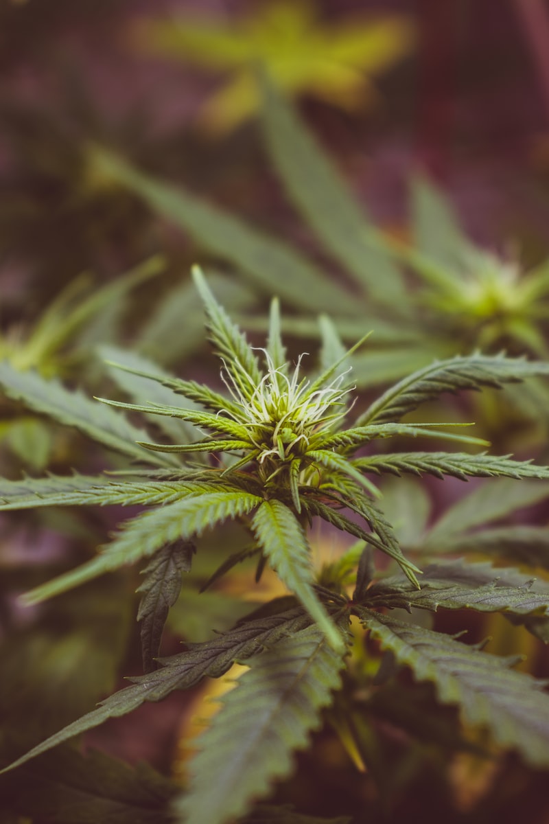 CBD livraison gratuite
