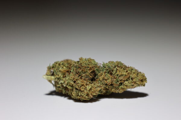 Fleurs Gorila Girl Cannalsa
